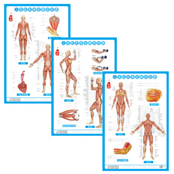 人体肌肉神经解剖挂图（3张）/套西医解剖图 医学卫生保健图 经络穴位挂图 家庭养生保健图